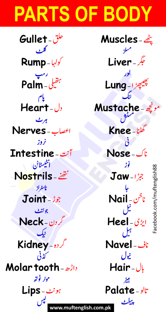 50 Parts of Body Names in Urdu and English PDF
